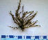  ( - PhL-VF054)  @11 [ ] CreativeCommons - Attribution Non-Commercial (2009) Valeria Fiore Phycological Lab - University of Messina, Italy