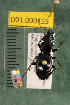  ( - NEON.BET.D01.000155)  @13 [ ] Copyright (2013) Cory Ritz National Ecological Observatory Network (NEON) http://www.neoninc.org/content/copyright