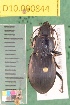  (Cyclotrachelus torvus - NEON.BET.D10.000844)  @13 [ ] Copyright (2010) National Ecological Observatory Network, Inc. National Ecological Observatory Network (NEON) http://www.neoninc.org/content/copyright