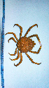  (Stenocionops ovatus - St-1a)  @11 [ ] CreativeCommons - Attribution Non-Commercial No Derivatives (2021) Unspecified Instituto del Mar del Peru