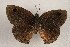  ( - WI-JAG-1000)  @12 [ ] Copyright (2013) by-nc-sa Caribbean Natural History Group