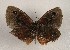  ( - WI-JAG-1001)  @12 [ ] Copyright (2013) by-nc-sa Caribbean Natural History Group
