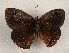  ( - WI-JAG-1002)  @12 [ ] Copyright (2013) by-nc-sa Caribbean Natural History Group