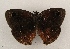  ( - WI-JAG-964)  @12 [ ] Copyright (2013) by-nc-sa Caribbean Natural History Group