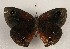  ( - WI-JAG-990)  @12 [ ] Copyright (2013) by-nc-sa Caribbean Natural History Group