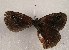  ( - WI-JAG-991)  @12 [ ] Copyright (2013) by-nc-sa Caribbean Natural History Group