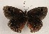  ( - WI-JAG-992)  @12 [ ] Copyright (2013) by-nc-sa Caribbean Natural History Group