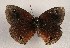  ( - WI-JAG-993)  @12 [ ] Copyright (2013) by-nc-sa Caribbean Natural History Group