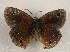 ( - WI-JAG-994)  @12 [ ] Copyright (2013) by-nc-sa Caribbean Natural History Group