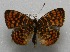  ( - WI-JAG-172)  @12 [ ] No Rights Reserved  Julio A Genaro Caribbean Natural History Group