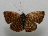  ( - WI-JAG-173)  @11 [ ] No Rights Reserved  Julio A Genaro Caribbean Natural History Group