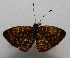  ( - WI-JAG-174)  @12 [ ] No Rights Reserved  Julio A Genaro Caribbean Natural History Group
