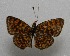  ( - WI-JAG-175)  @11 [ ] No Rights Reserved  Julio A Genaro Caribbean Natural History Group