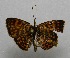  ( - WI-JAG-176)  @13 [ ] No Rights Reserved  Julio A Genaro Caribbean Natural History Group