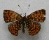  ( - WI-JAG-177)  @13 [ ] No Rights Reserved  Julio A Genaro Caribbean Natural History Group