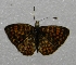  ( - WI-JAG-185)  @12 [ ] No Rights Reserved  Julio A Genaro Caribbean Natural History Group