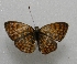  ( - WI-JAG-186)  @13 [ ] No Rights Reserved  Julio A Genaro Caribbean Natural History Group