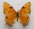  (Hypanartia paullus - WI-JAG-209)  @14 [ ] No Rights Reserved  Julio A Genaro Caribbean Natural History Group
