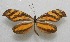  ( - WI-JAG-268)  @11 [ ] No Rights Reserved  Julio A Genaro Caribbean Natural History Group