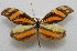  ( - WI-JAG-269)  @11 [ ] No Rights Reserved  Julio A Genaro Caribbean Natural History Group