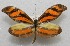  ( - WI-JAG-270)  @11 [ ] No Rights Reserved  Julio A Genaro Caribbean Natural History Group