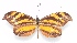  ( - WI-JAG-271)  @11 [ ] No Rights Reserved  Julio A Genaro Caribbean Natural History Group
