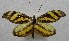  ( - WI-JAG-272)  @11 [ ] No Rights Reserved  Julio A Genaro Caribbean Natural History Group