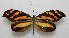  ( - WI-JAG-273)  @13 [ ] No Rights Reserved  Julio A Genaro Caribbean Natural History Group