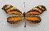  ( - WI-JAG-274)  @11 [ ] No Rights Reserved  Julio A Genaro Caribbean Natural History Group