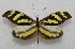  ( - WI-JAG-275)  @13 [ ] No Rights Reserved  Julio A Genaro Caribbean Natural History Group