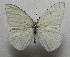 ( - WI-JAG-360)  @13 [ ] No Rights Reserved  Julio A Genaro Caribbean Natural History Group