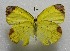  ( - WI-JAG-469)  @11 [ ] No Rights Reserved  Julio A Genaro Caribbean Natural History Group