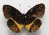  ( - WI-JAG-523)  @12 [ ] No Rights Reserved  Julio A Genaro Caribbean Natural History Group