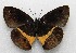  ( - WI-JAG-524)  @12 [ ] No Rights Reserved  Julio A Genaro Caribbean Natural History Group