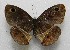  ( - WI-JAG-525)  @12 [ ] No Rights Reserved  Julio A Genaro Caribbean Natural History Group