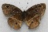  ( - WI-JAG-527)  @12 [ ] No Rights Reserved  Julio A Genaro Caribbean Natural History Group