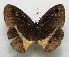  ( - WI-JAG-528)  @12 [ ] No Rights Reserved  Julio A Genaro Caribbean Natural History Group