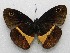  ( - WI-JAG-545)  @13 [ ] No Rights Reserved  Julio A Genaro Caribbean Natural History Group