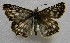 ( - WI-JAG-575)  @13 [ ] No Rights Reserved  Julio A Genaro Caribbean Natural History Group