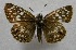  ( - WI-JAG-578)  @13 [ ] No Rights Reserved  Julio A Genaro Caribbean Natural History Group