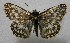  ( - WI-JAG-581)  @13 [ ] No Rights Reserved  Julio A Genaro Caribbean Natural History Group