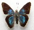  ( - WI-JAG-590)  @12 [ ] No Rights Reserved  Julio A Genaro Caribbean Natural History Group