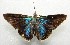  ( - WI-JAG-591)  @12 [ ] No Rights Reserved  Julio A Genaro Caribbean Natural History Group