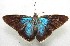  ( - WI-JAG-593)  @12 [ ] No Rights Reserved  Julio A Genaro Caribbean Natural History Group