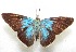  ( - WI-JAG-603)  @13 [ ] No Rights Reserved  Julio A Genaro Caribbean Natural History Group