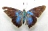  ( - WI-JAG-605)  @12 [ ] No Rights Reserved  Julio A Genaro Caribbean Natural History Group