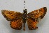  ( - WI-JAG-627)  @13 [ ] No Rights Reserved  Julio A Genaro Caribbean Natural History Group