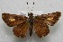  ( - WI-JAG-628)  @13 [ ] No Rights Reserved  Julio A Genaro Caribbean Natural History Group