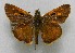  (Polites drury - WI-JAG-665)  @13 [ ] No Rights Reserved  Julio A Genaro Caribbean Natural History Group