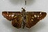  ( - WI-JAG-696)  @13 [ ] No Rights Reserved  Julio A Genaro Caribbean Natural History Group